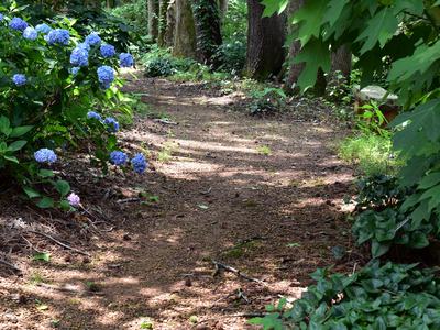 Garden path with dappled shade