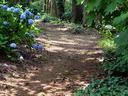 Garden path with dappled shade