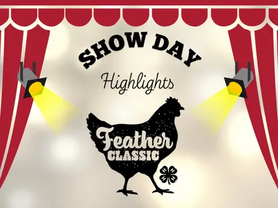 Feather Classic Black and White Chicken Logo with 4-H Logo, with stage lights and red curtain edges and text that reads "Show Day Highlights"
