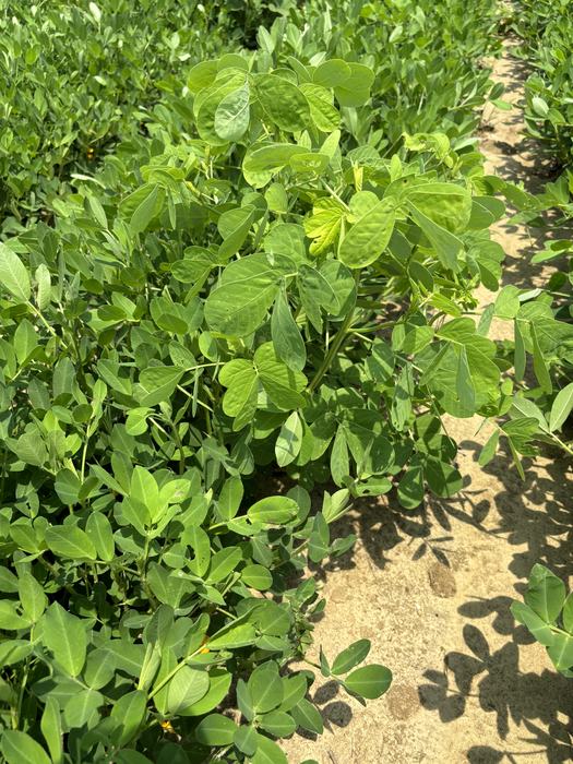 Sicklepod in peanuts