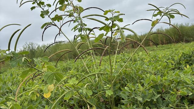 Sicklepod with Seeds Produced