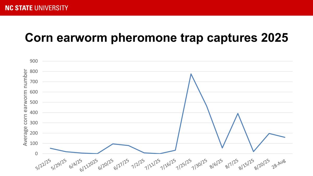 Corn earworm captures in 2025