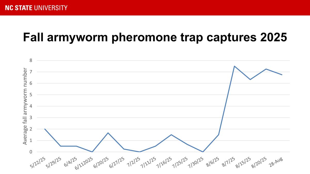 Fall armyworm captures in 2025