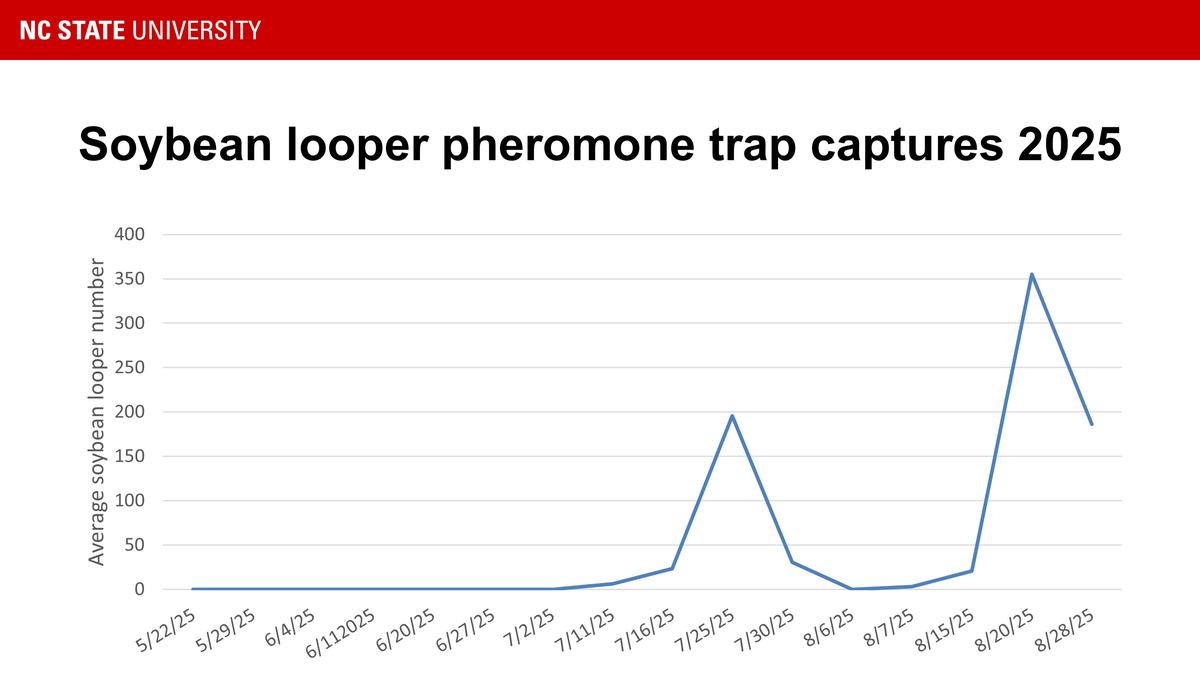 Soybean looper captures in 2025