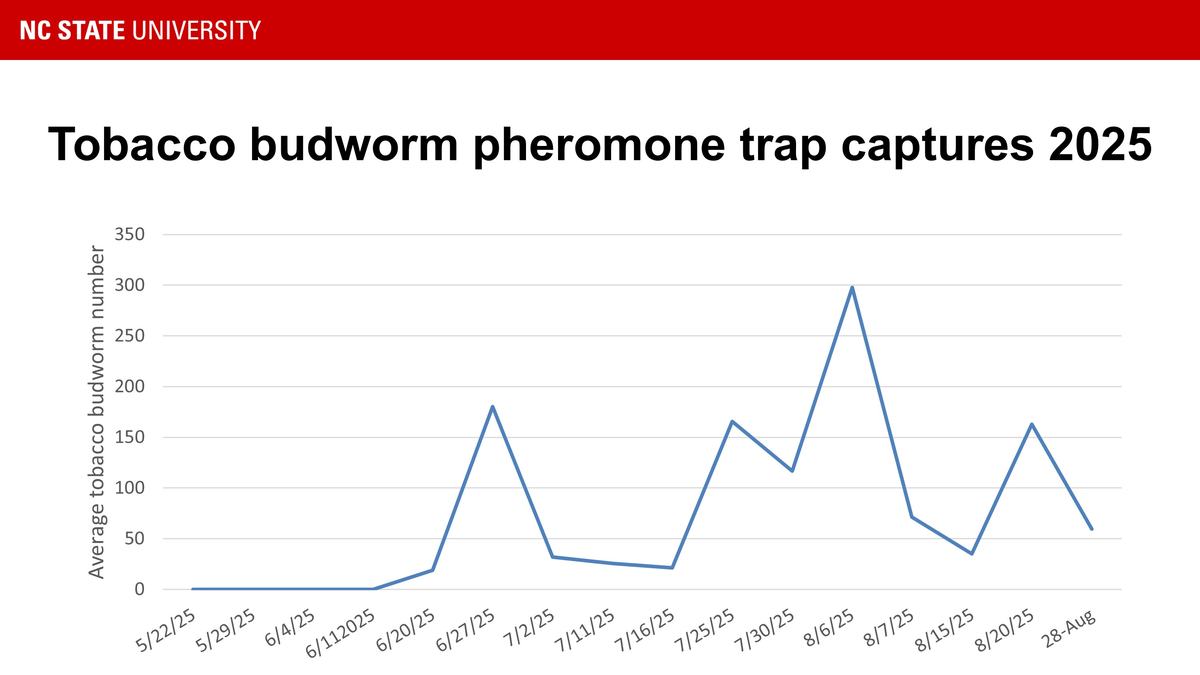 Tobacco budworm moth captures in 2025