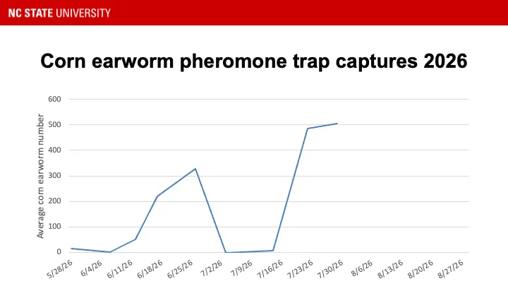 Corn earworm pheromone trap catches