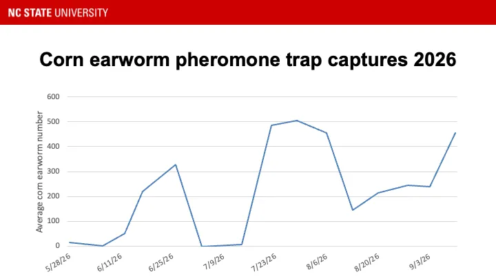 Corn earworm pheromone trap catches