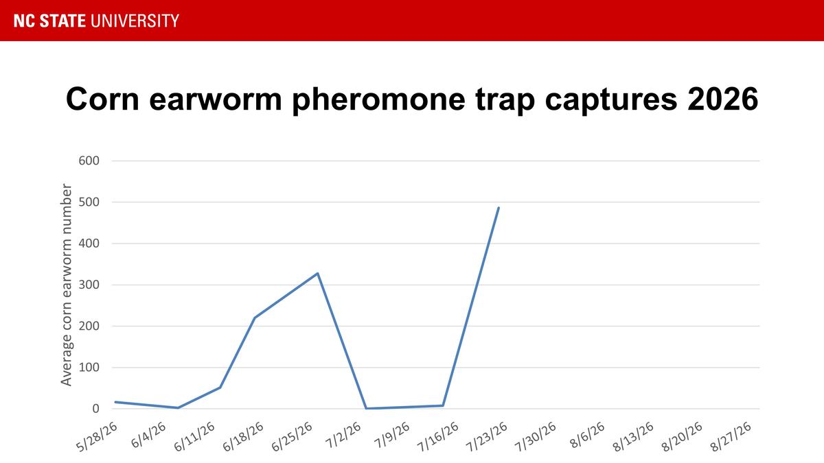 Corn earworm trap catches