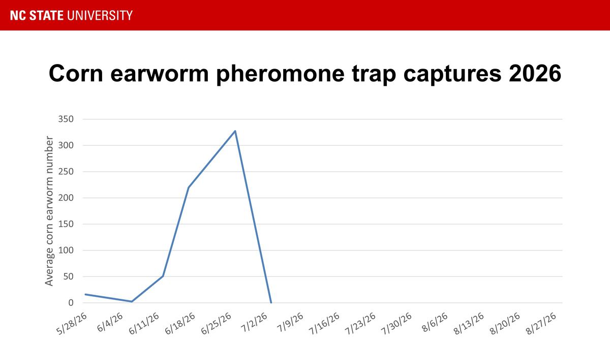 Graph showing corn earworm pheromone trap catches