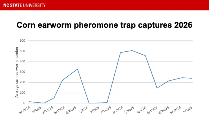 Corn earworm pheromone trap catches