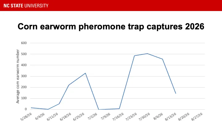 Corn earworm pheromone trap catches