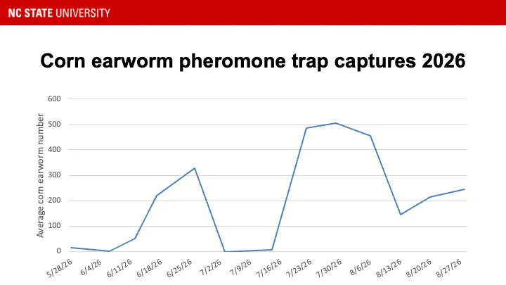 Corn earworm pheromone trap catches