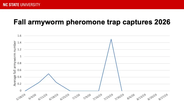 Fall armyworm pheromone trap catches