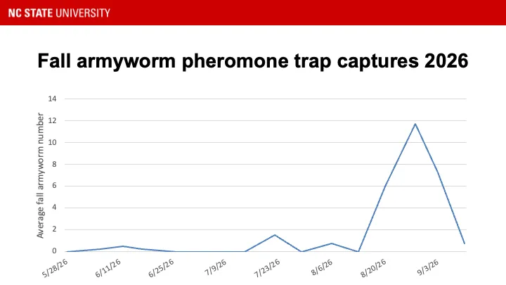 Fall armyworm pheromone trap catches