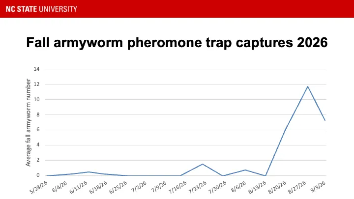 Fall armyworm pheromone trap catches