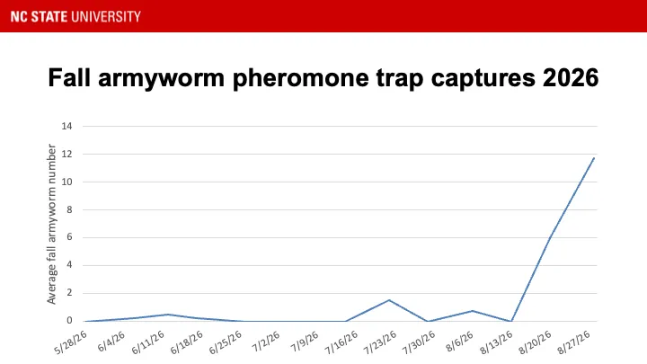 Fall armyworm pheromone trap catches