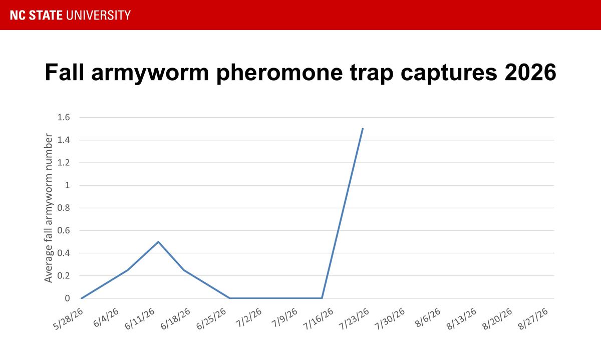 Fall armyworm trap catches