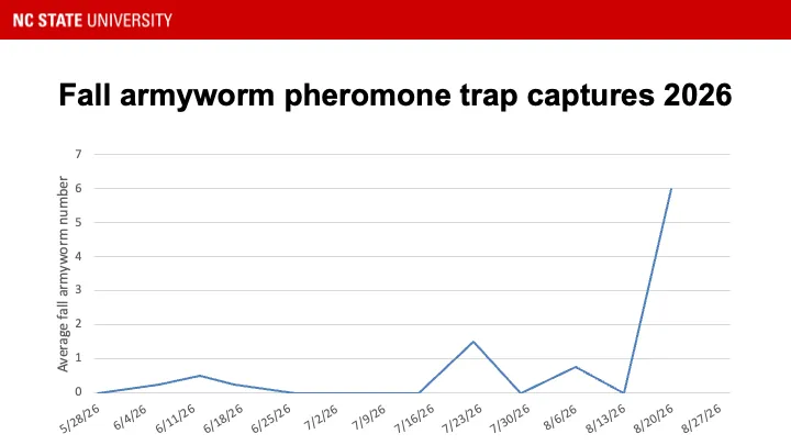 Fall armyworm pheromone traps