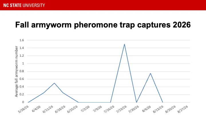 Fall armyworm pheromone trap catches
