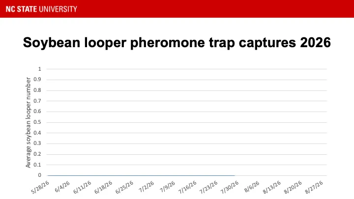 Soybean looper pheromone trap catches