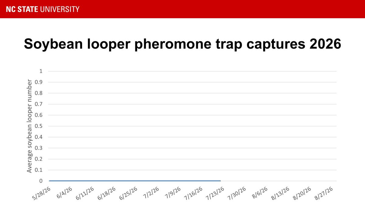 Soybean looper trap catches