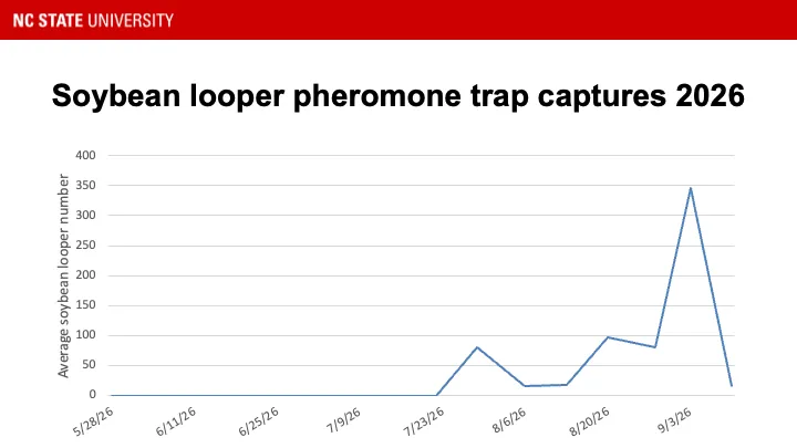 Soybean looper pheromone trap catches
