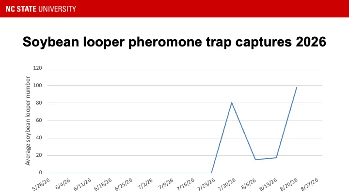 Soybean looper pheromone traps