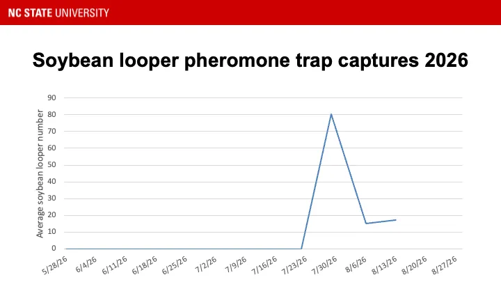Soybean looper pheromone trap catches