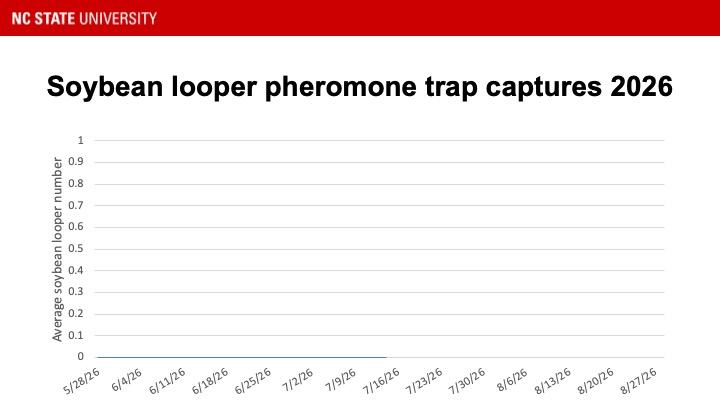 graph of soybean looper trap catches
