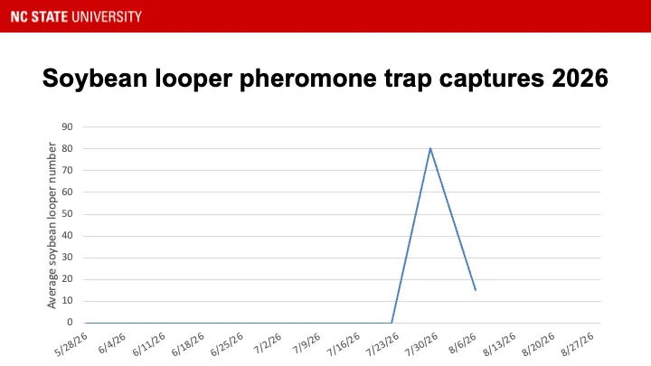 Fall armyworm pheromone trap catches