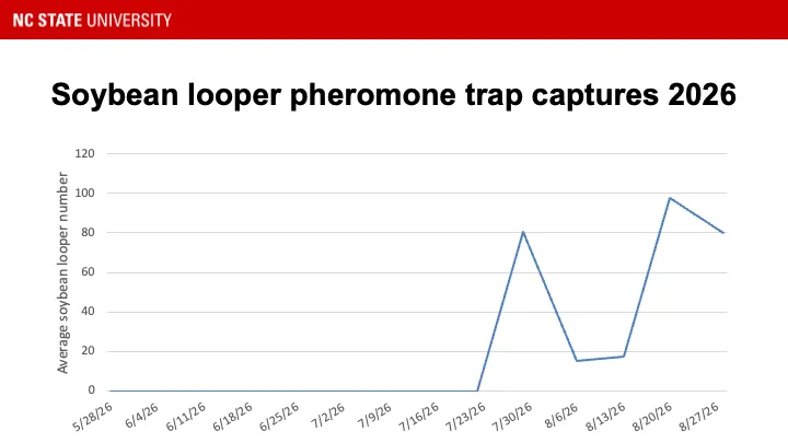 Soybean looper pheromone trap catches