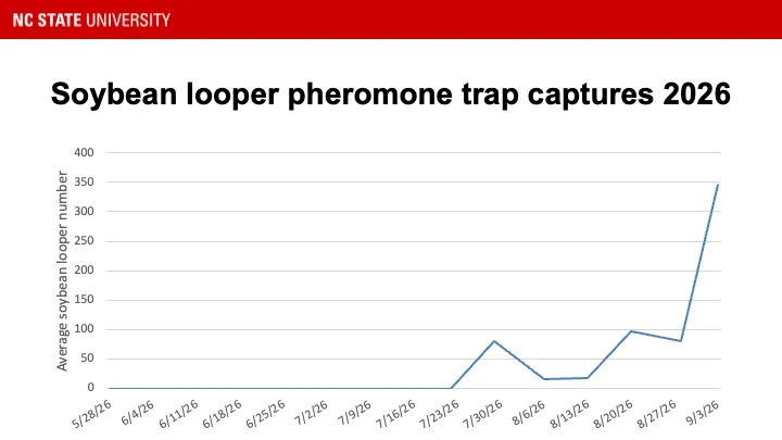 Soybean looper pheromone trap catches