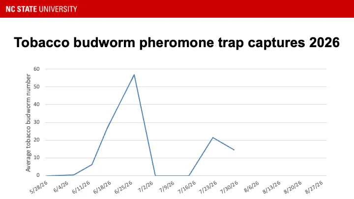 Tobacco budworm pheromone trap catches