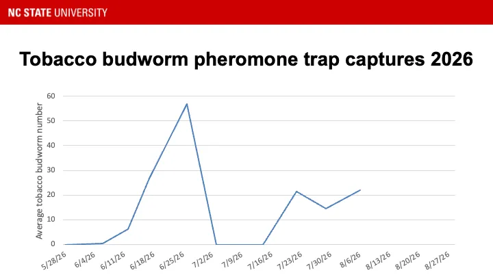 Corn earworm pheromone trap catches