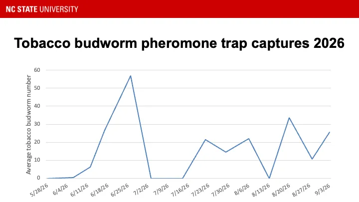 Tobacco budworm pheromone trap catches