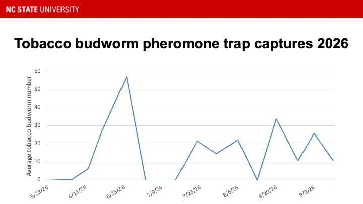 Tobacco budworm pheromone trap catches