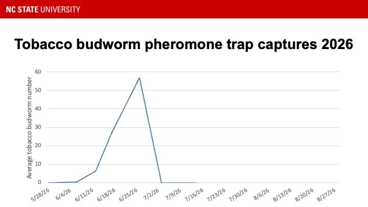 graph of tobacco budworm trap catches