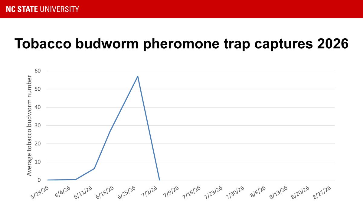 Graph showing tobacco budworm pheromone trap captures