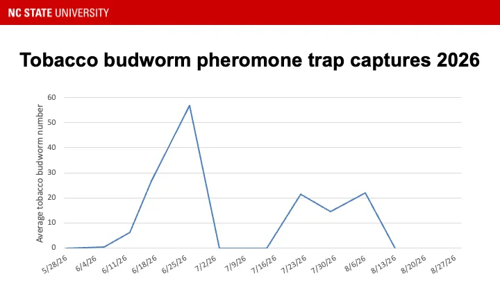 Tobacco budworm pheromone trap catches