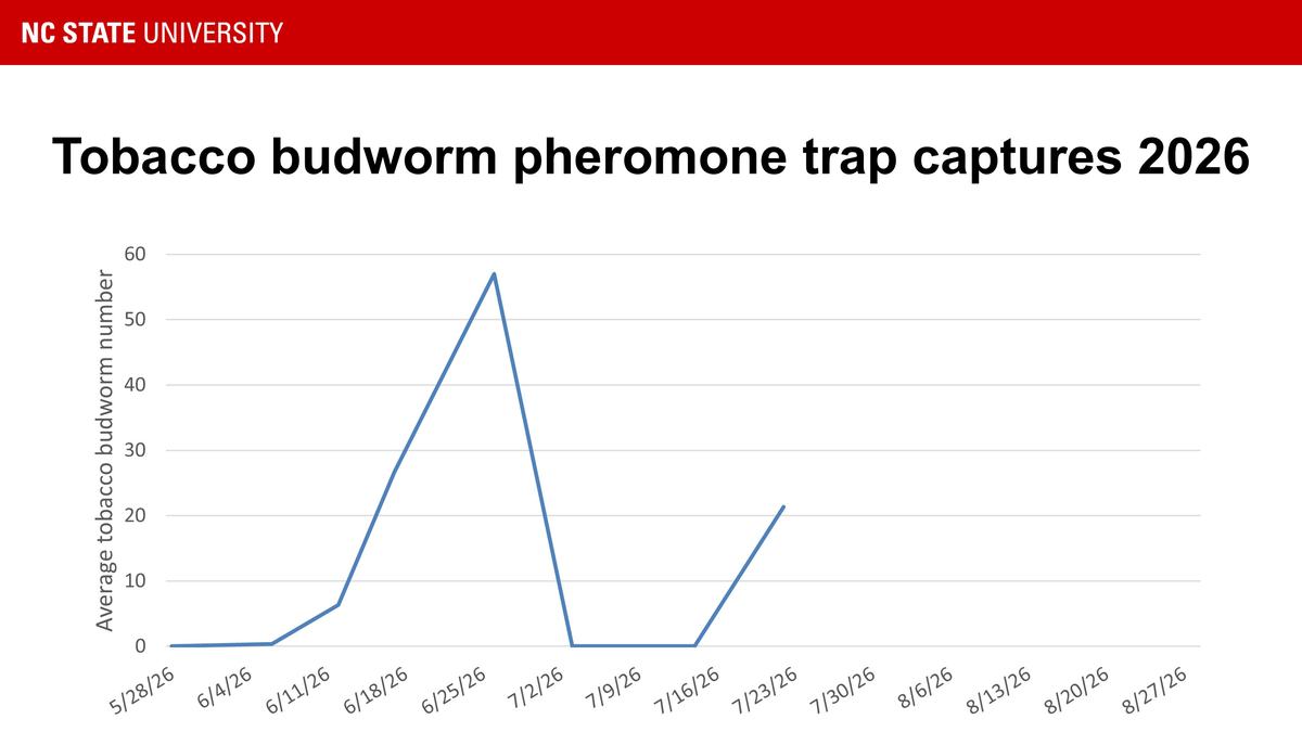 Tobacco budworm trap catches