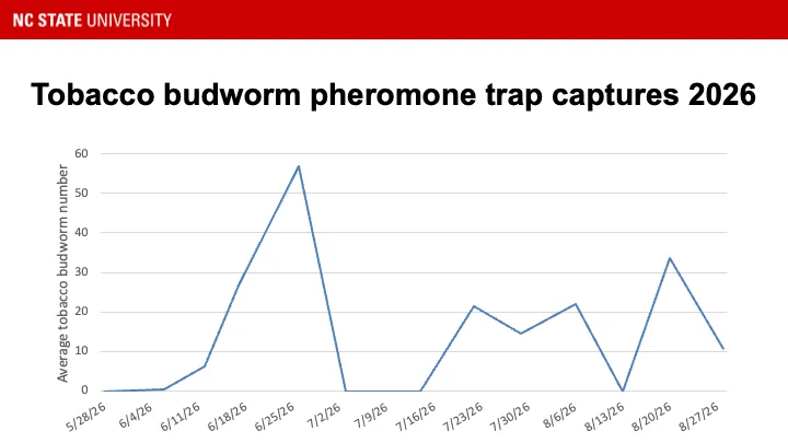 Tobacco budworm pheromone trap catches