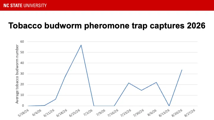Tobacco budworm pheromone trap catches