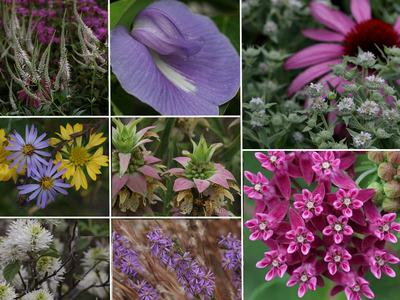 collage of colorful flowering native plants