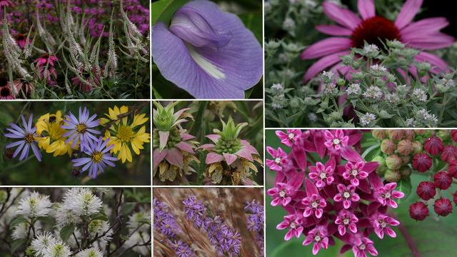 collage of colorful flowering native plants