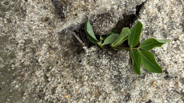 Seedling emergence