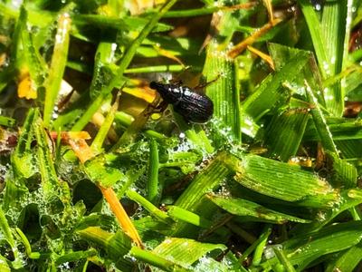 Black annual bluegrass weevil (insect) adult on tip of grass leaf blade