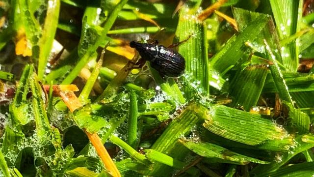 Black annual bluegrass weevil (insect) adult on tip of grass leaf blade