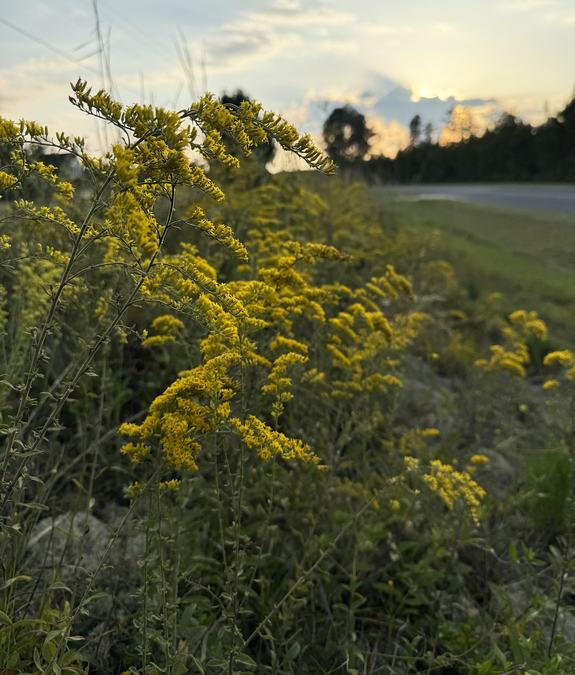 Solidago nemoralis