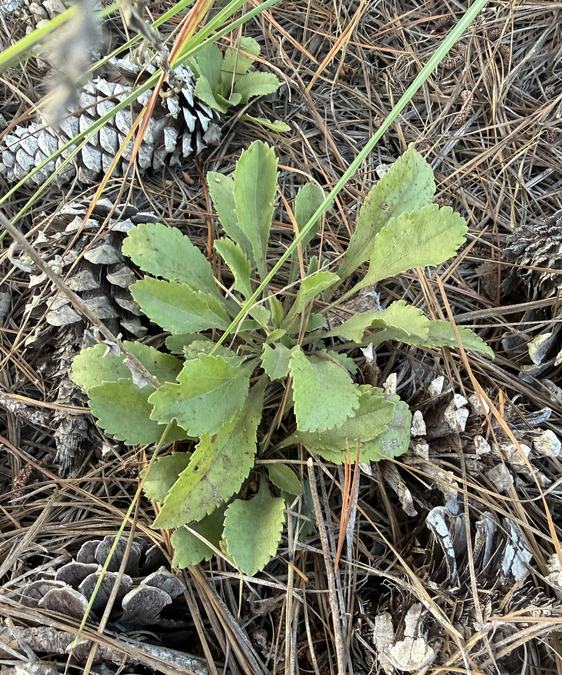 Solidago nemoralis
