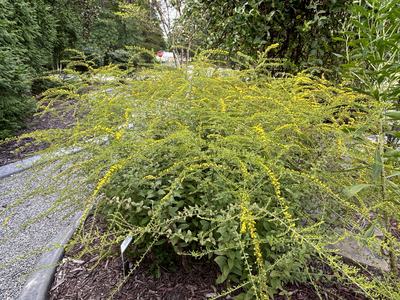 Solidago rugosa 'Fireworks' at the Brunswick Botanical Garden. Photo courtesy of Amy Mead